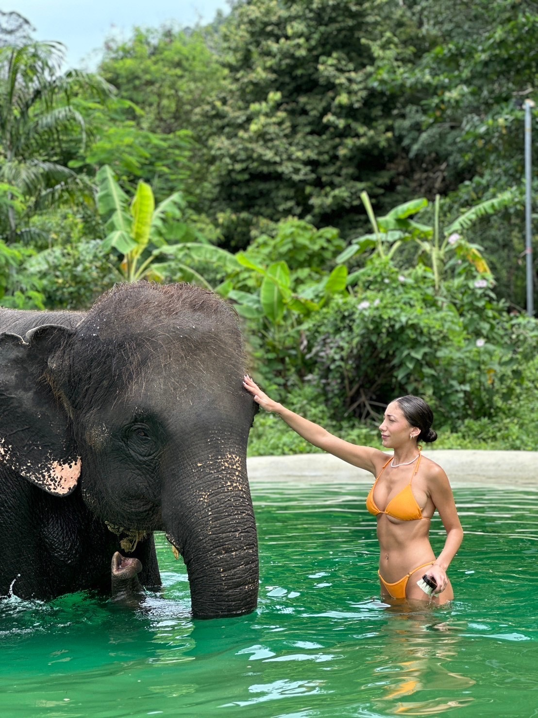 Program C Relax with elephants