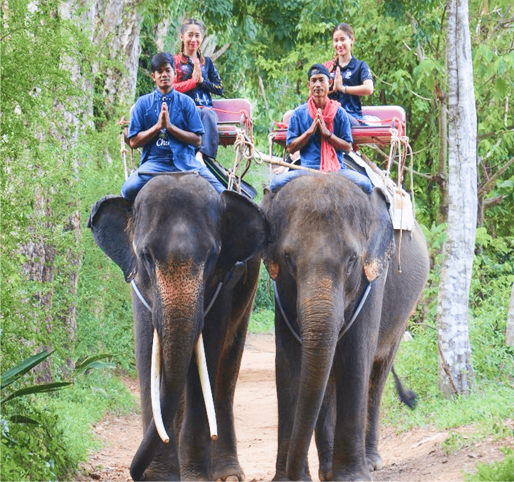 Elephant Trekking