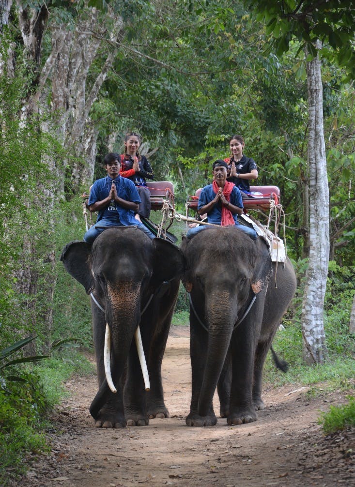 Program D elephant trekking
