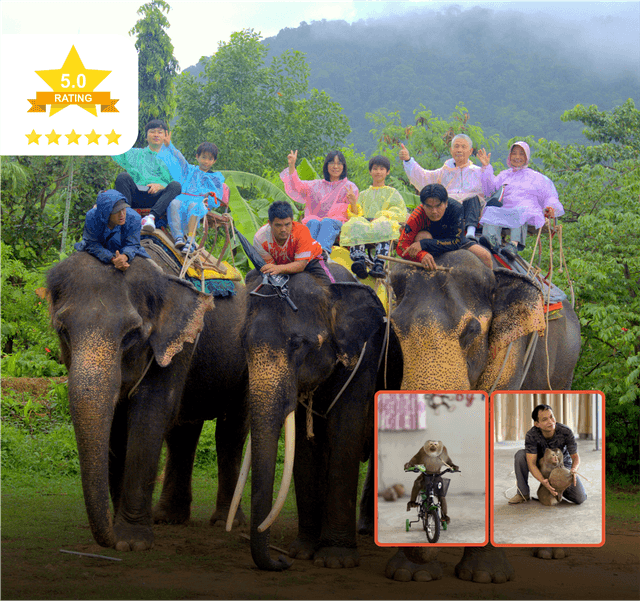 Elephant Trekking & Monkey Show